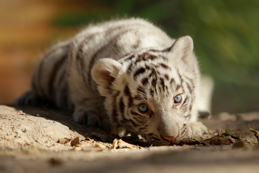 2017-11-28T222416Z_647565843_RC13BE6CF410_RTRMADP_3_MEXICO-ANIMALS