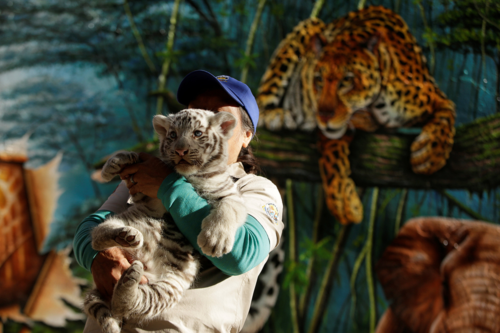 2017-11-28T222607Z_2013564448_RC1D9E1EC330_RTRMADP_3_MEXICO-ANIMALS