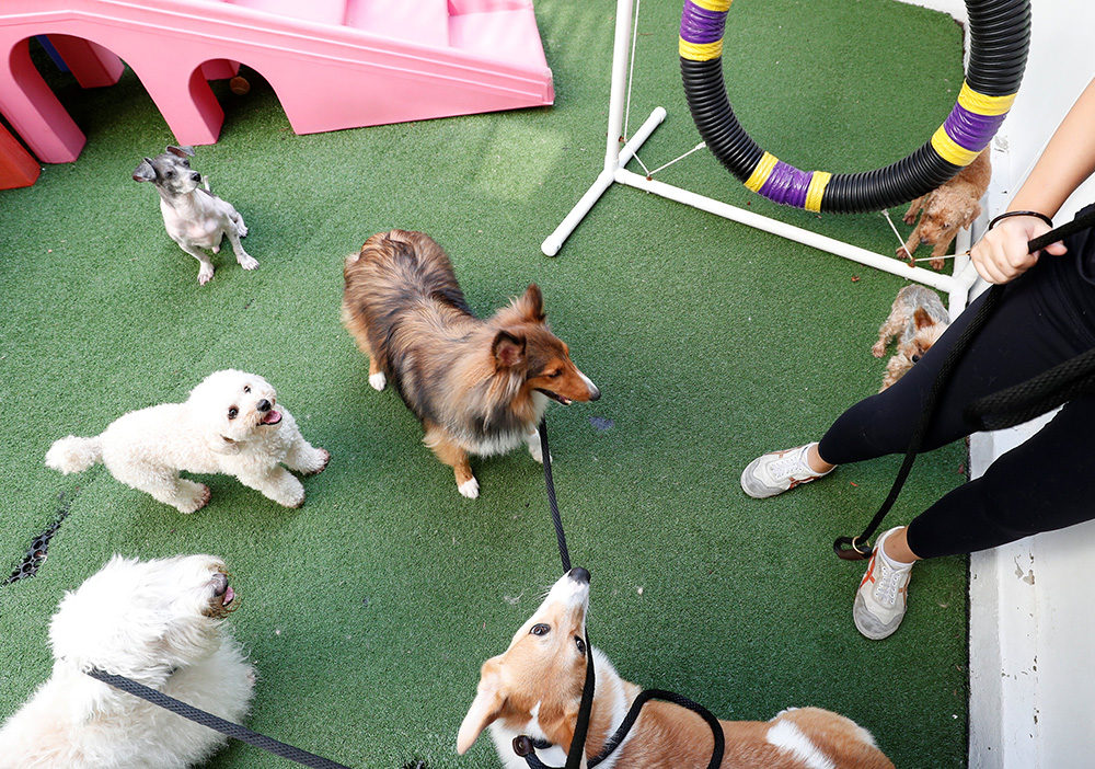 2017-12-06T115035Z_926340846_RC136B215290_RTRMADP_3_GLOBAL-PETS