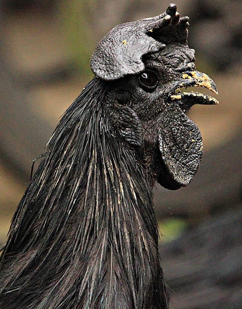 ANADOLIJA/Adem Şalvarcıoğlu