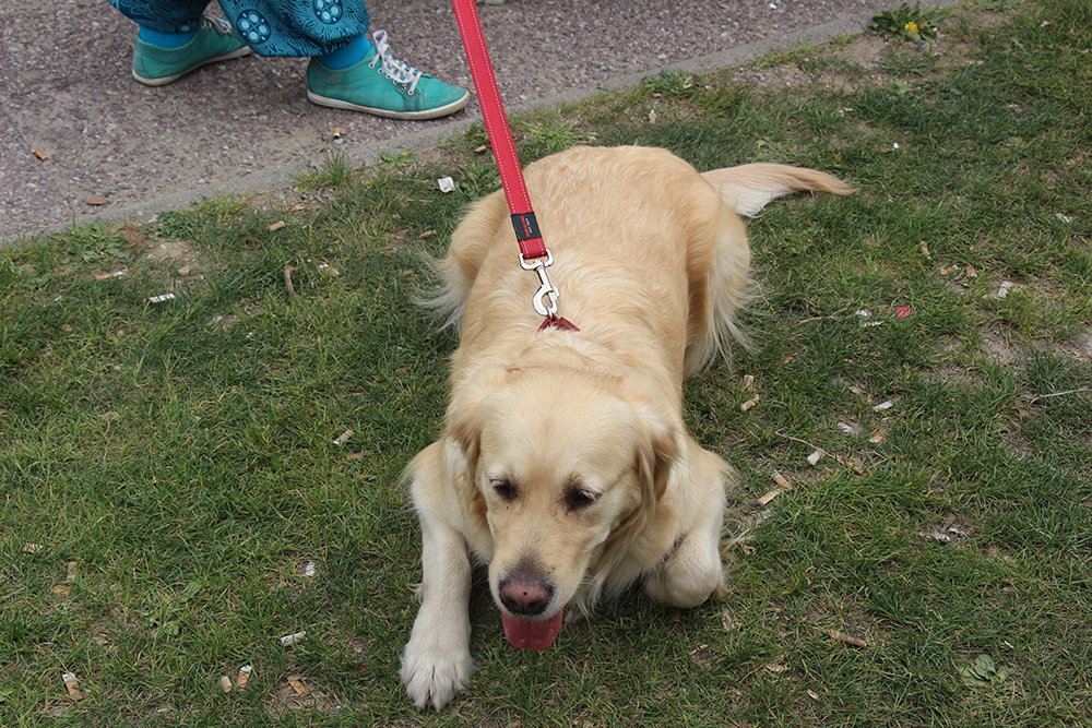 ANADOLIJA/Ivana Ramadanova