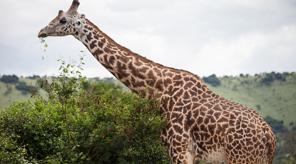 ANADOLIJA/Jacques Nkinzingabo