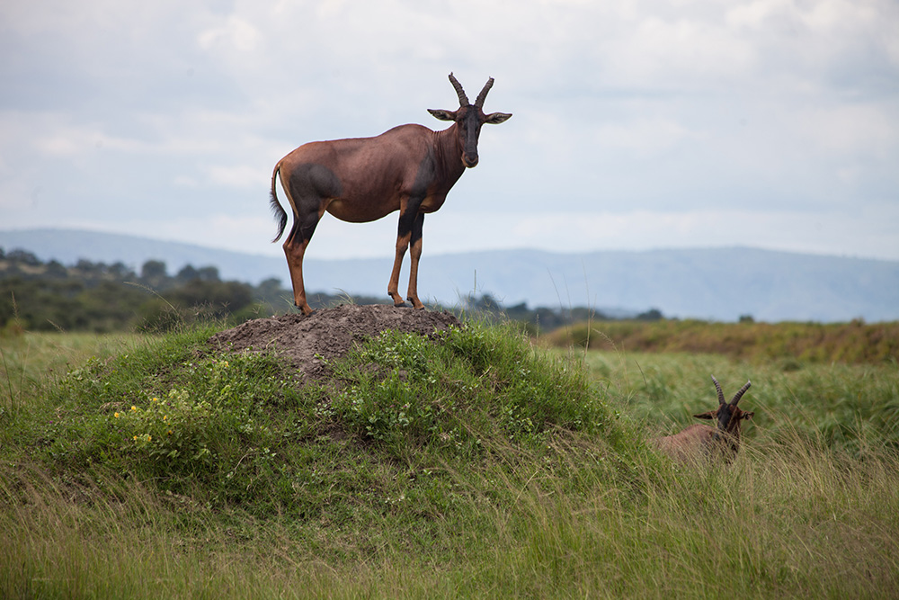 ANADOLIJA/Jacques Nkinzingabo