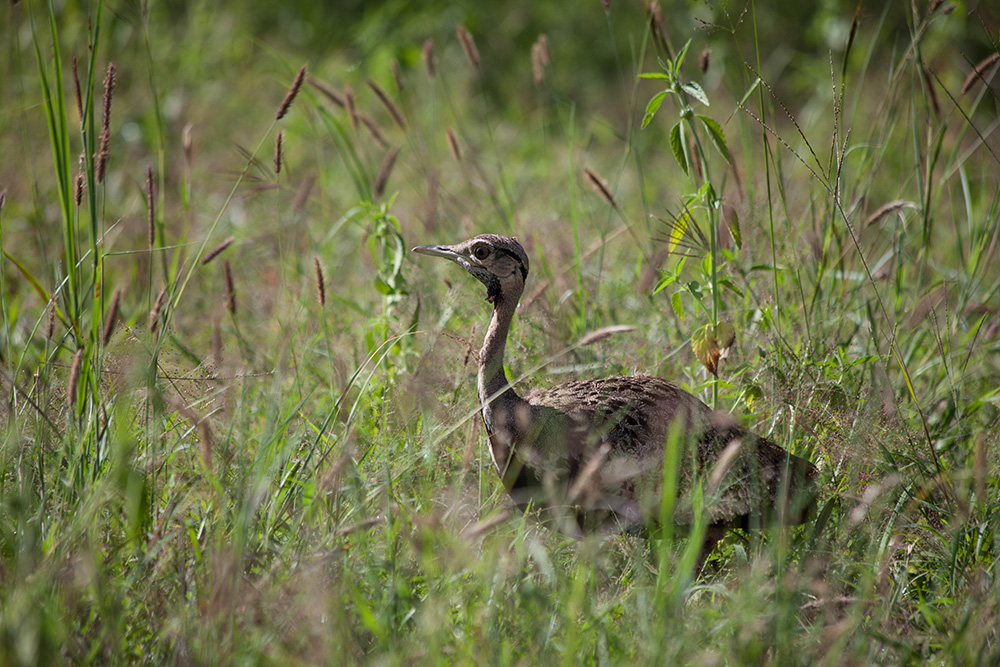 ANADOLIJA/Jacques Nkinzingabo