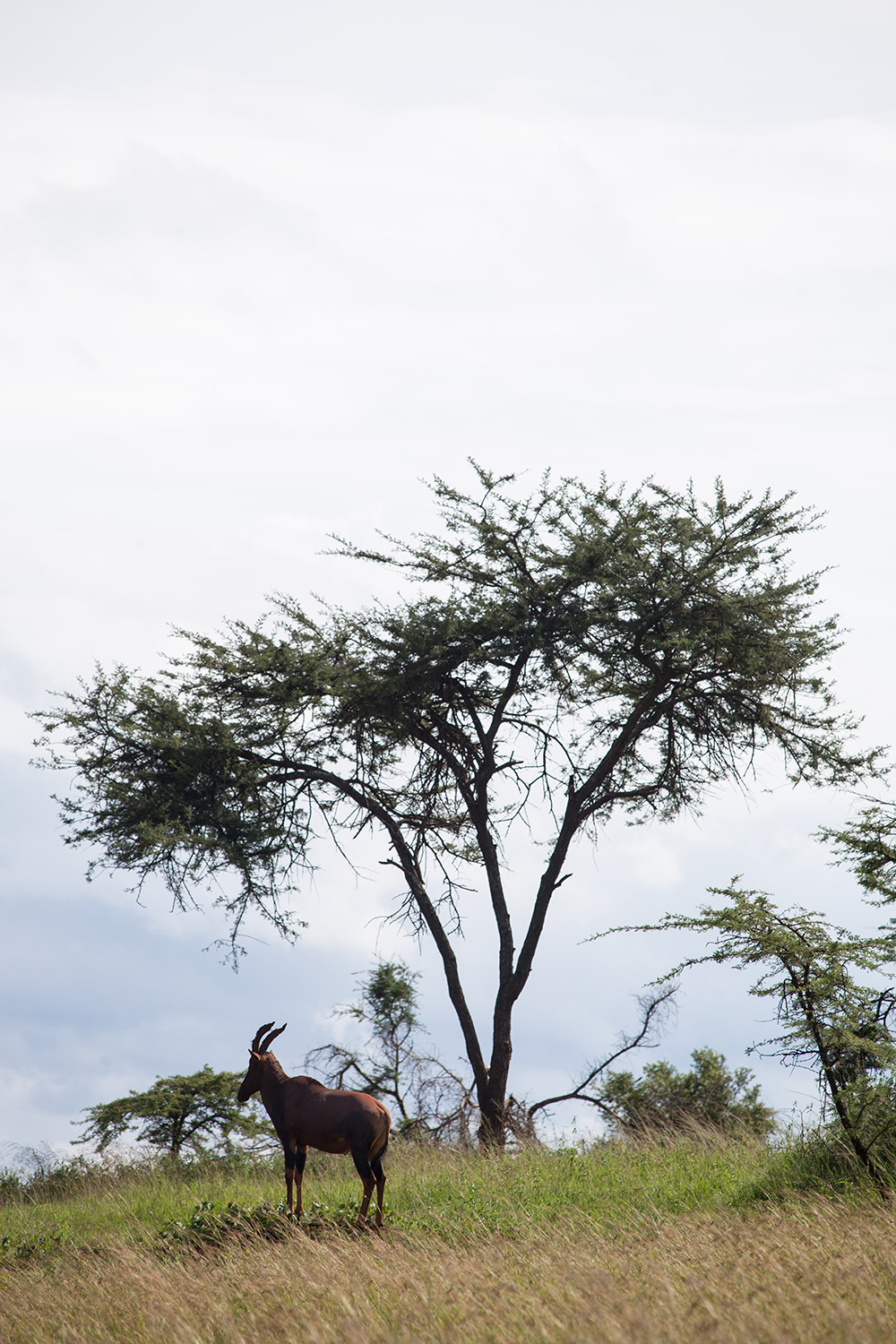 ANADOLIJA/Jacques Nkinzingabo