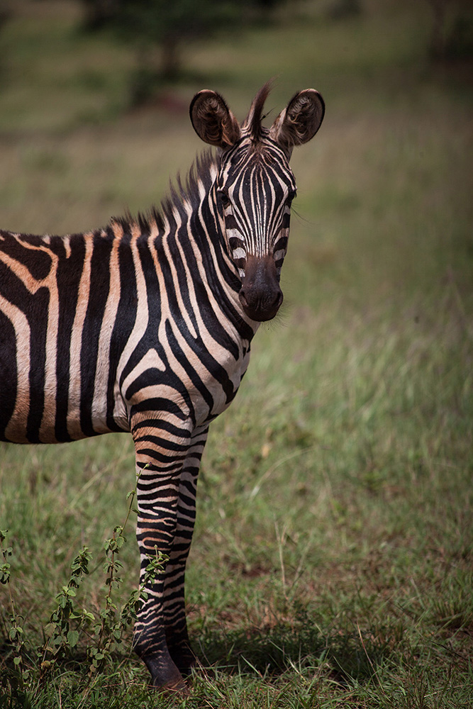 ANADOLIJA/Jacques Nkinzingabo