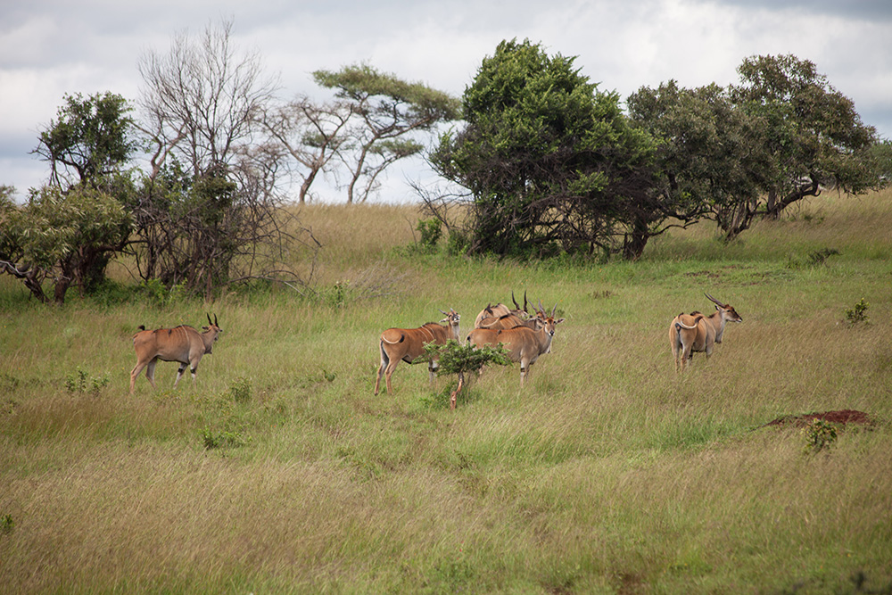 ANADOLIJA/Jacques Nkinzingabo