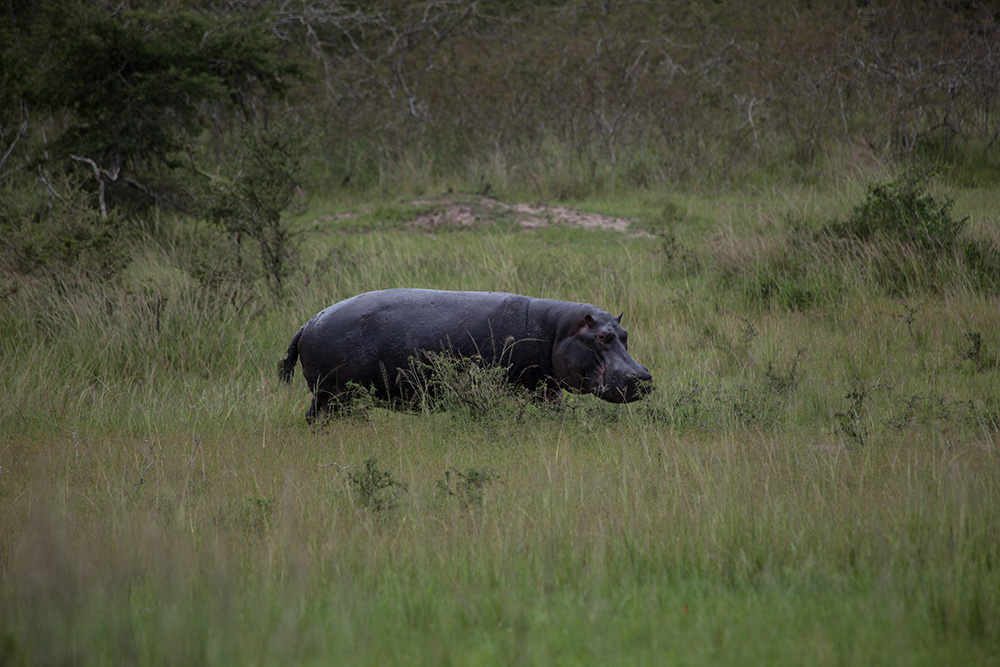ANADOLIJA/Jacques Nkinzingabo