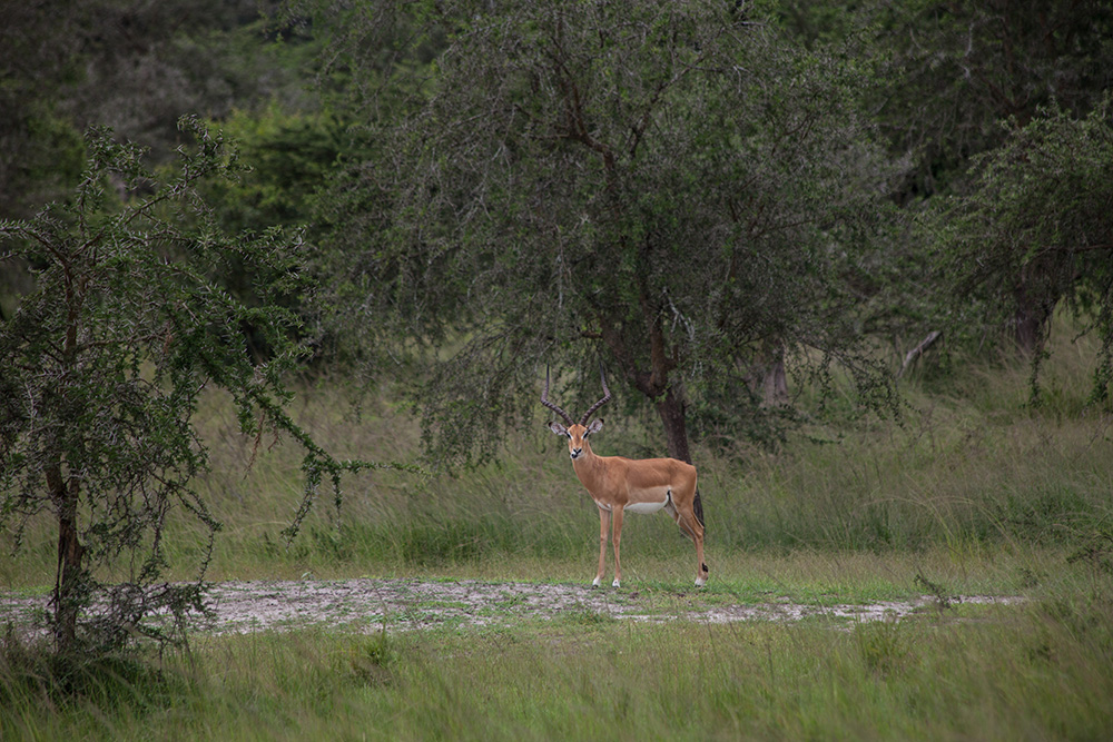 ANADOLIJA/Jacques Nkinzingabo