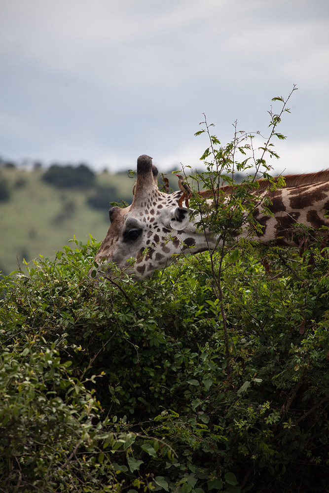ANADOLIJA/Jacques Nkinzingabo