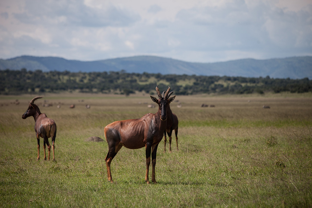 ANADOLIJA/Jacques Nkinzingabo