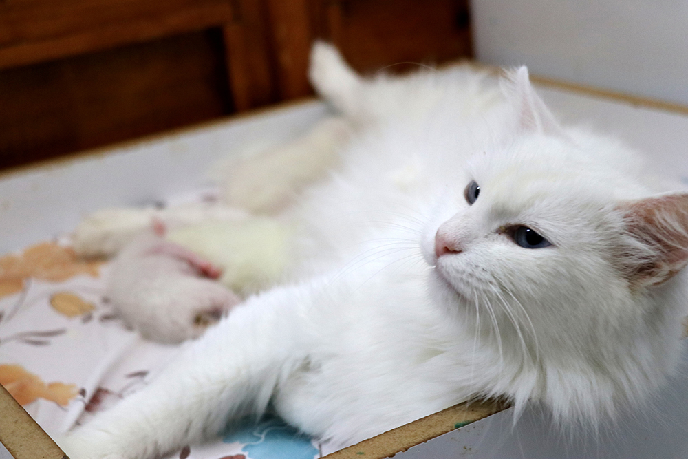 ANADOLIJA/Sıtkı Yıldız