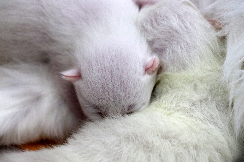 ANADOLIJA/Sıtkı Yıldız