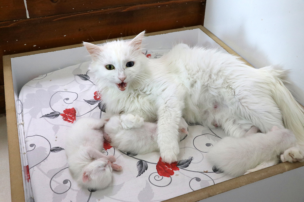 ANADOLIJA/Sıtkı Yıldız