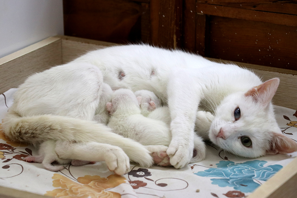 ANADOLIJA/Sıtkı Yıldız