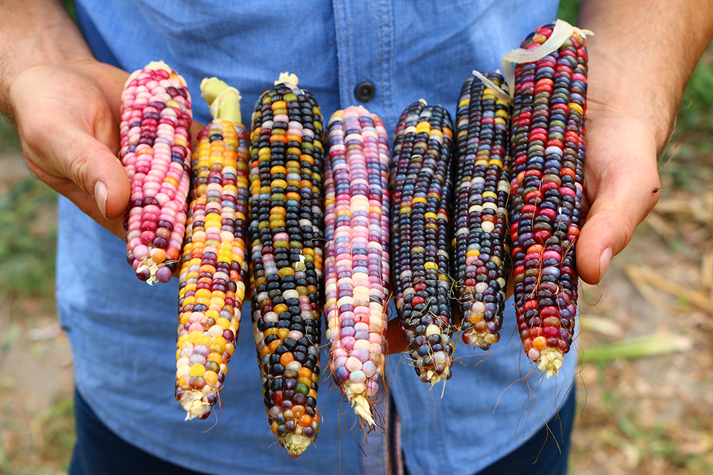 ANADOLIJA/Adem Koçak