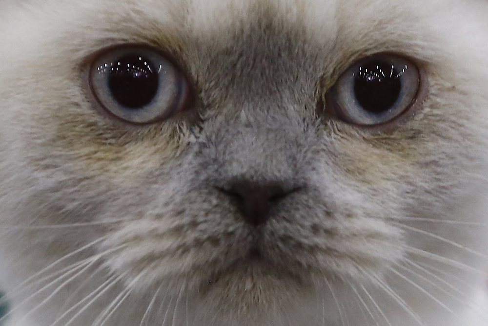 ANADOLIJA/Sefa Karacan