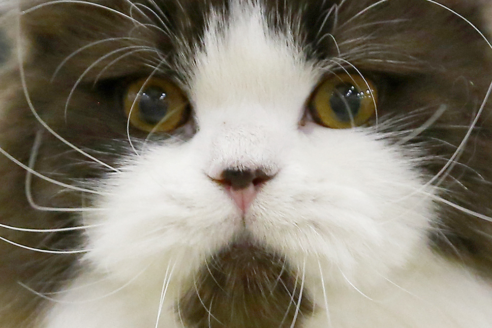 ANADOLIJA/Sefa Karacan