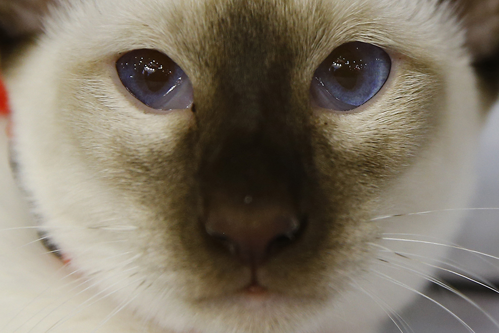 ANADOLIJA/Sefa Karacan