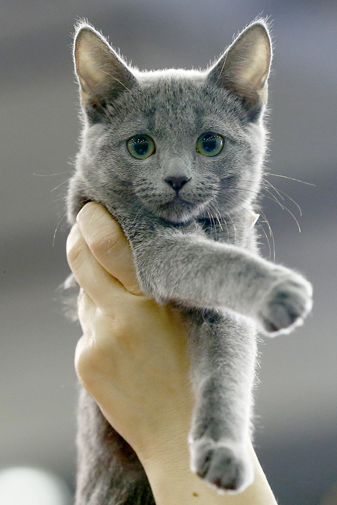 ANADOLIJA/Sefa Karacan