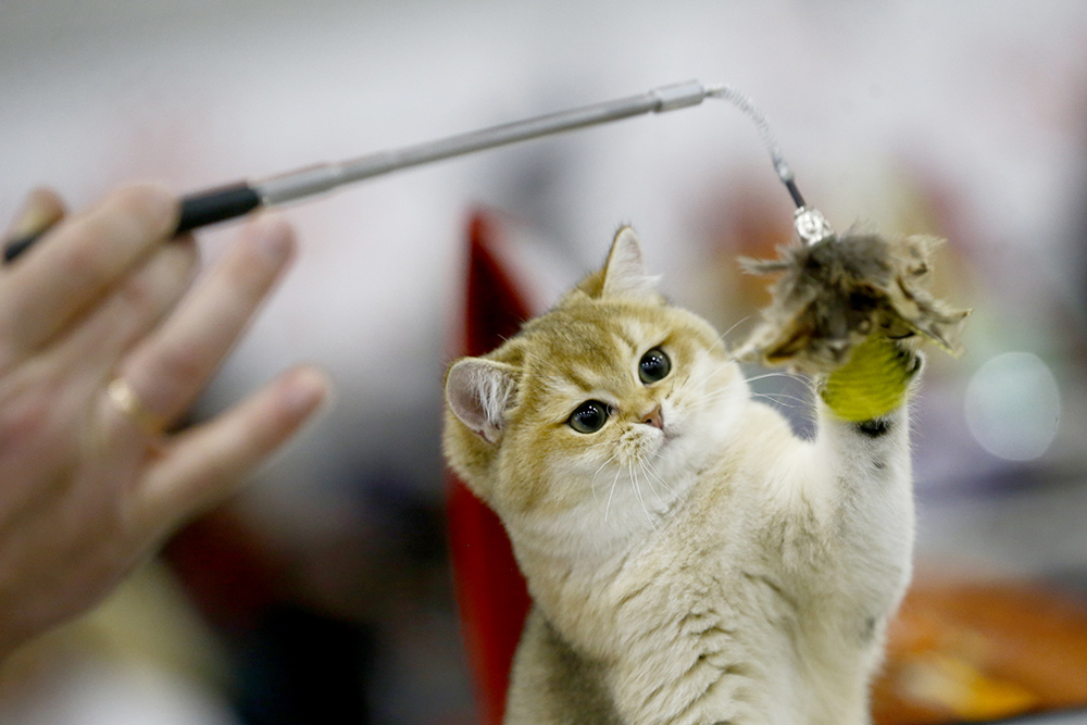 ANADOLIJA/Sefa Karacan