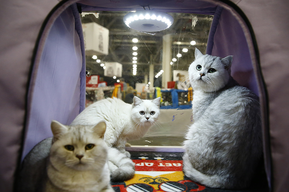 ANADOLIJA/Sefa Karacan