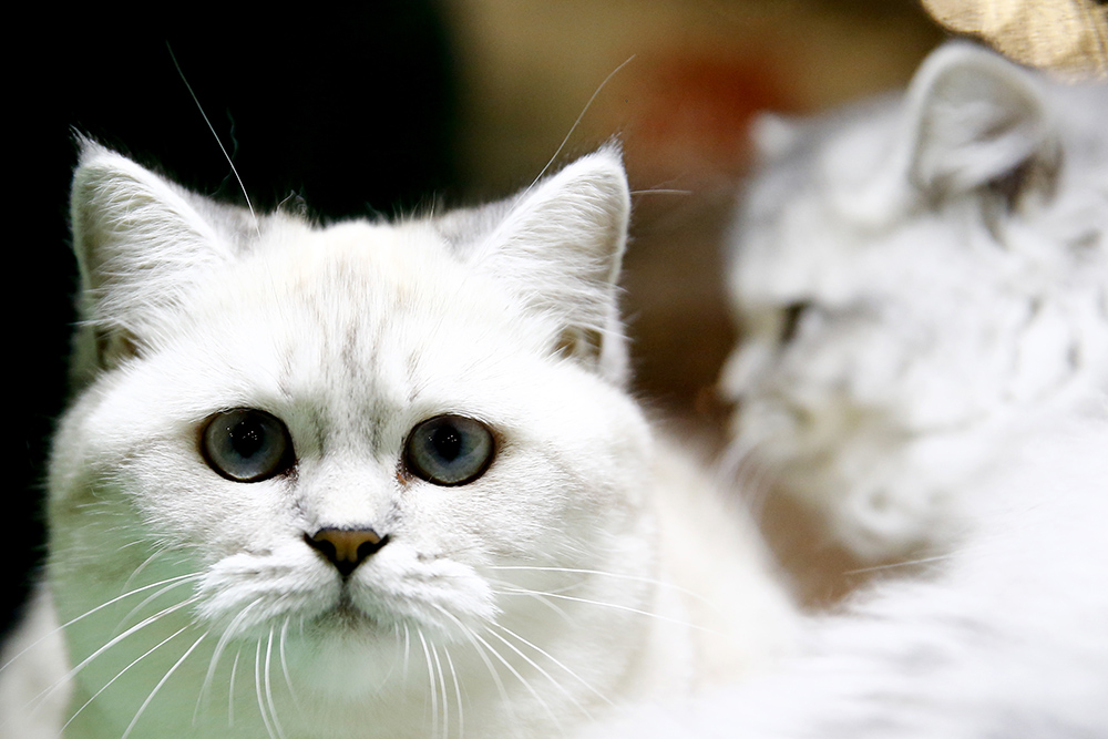 20171203_2_27251944_28418845