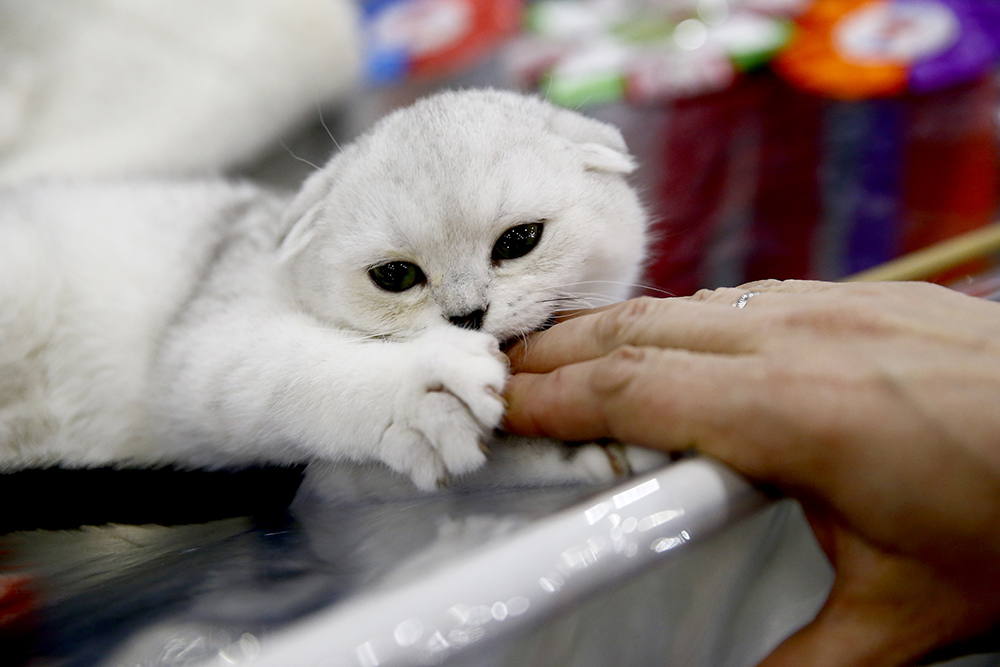 ANADOLIJA/Sefa Karacan