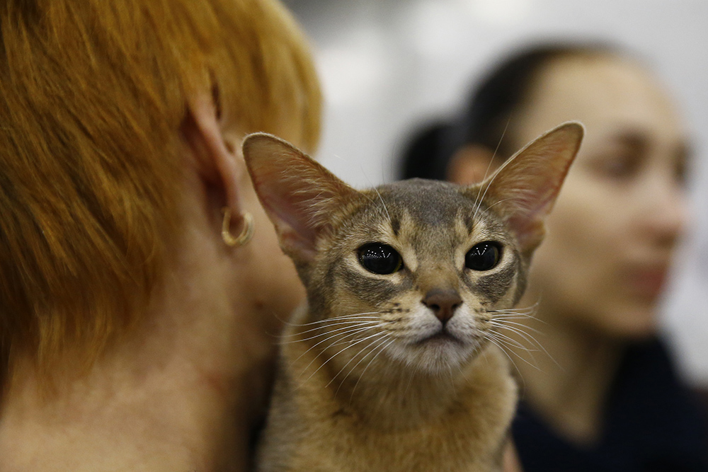 20171203_2_27251944_28418848