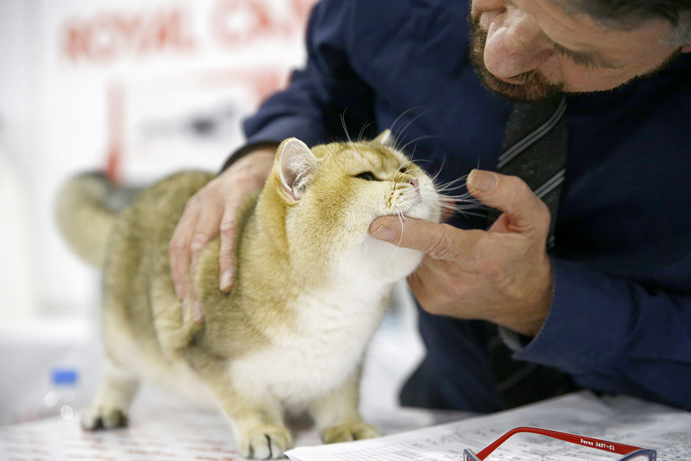 ANADOLIJA/Sefa Karacan