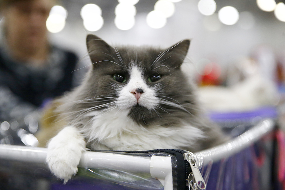 ANADOLIJA/Sefa Karacan