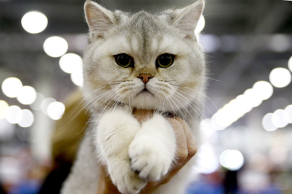 ANADOLIJA/Sefa Karacan