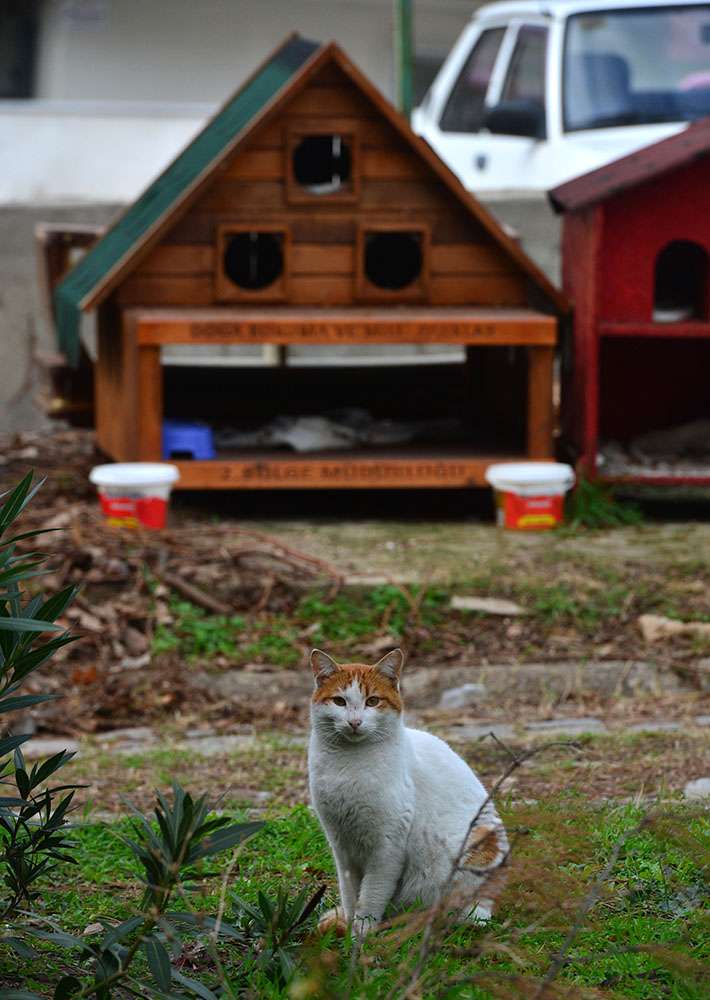 ANADOLIJA/Burak Akay