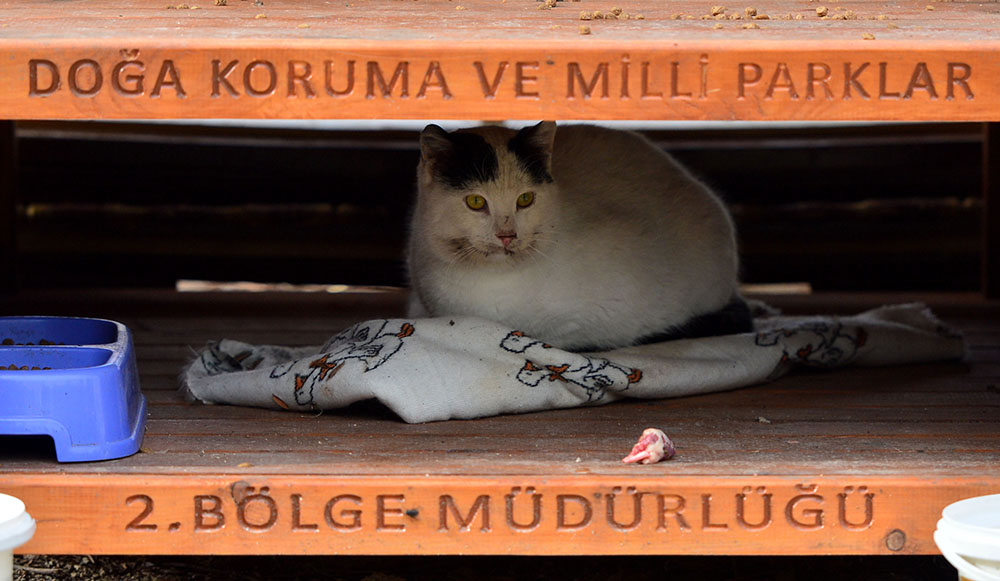 ANADOLIJA/Burak Akay