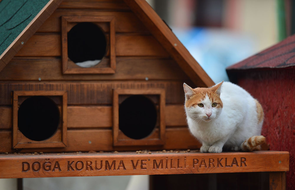 ANADOLIJA/Burak Akay