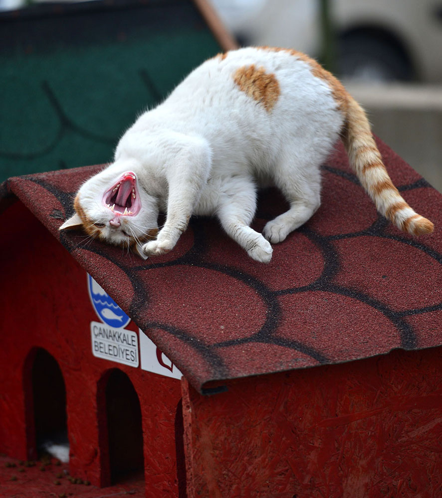 ANADOLIJA/Burak Akay