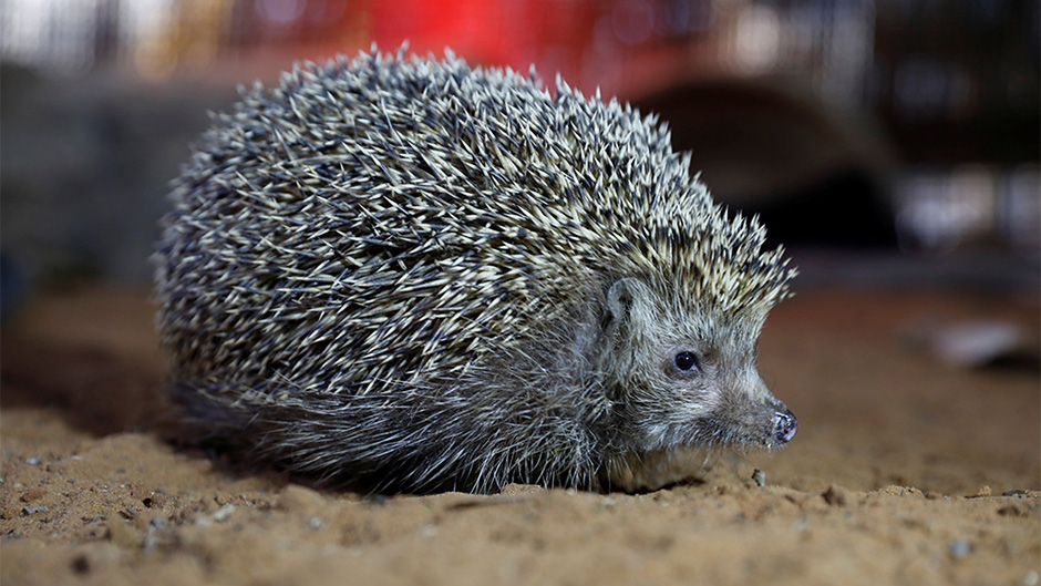 2018-01-03T150416Z_1595864768_RC17DD38F770_RTRMADP_3_ISRAEL-HEDGEHOGS 11