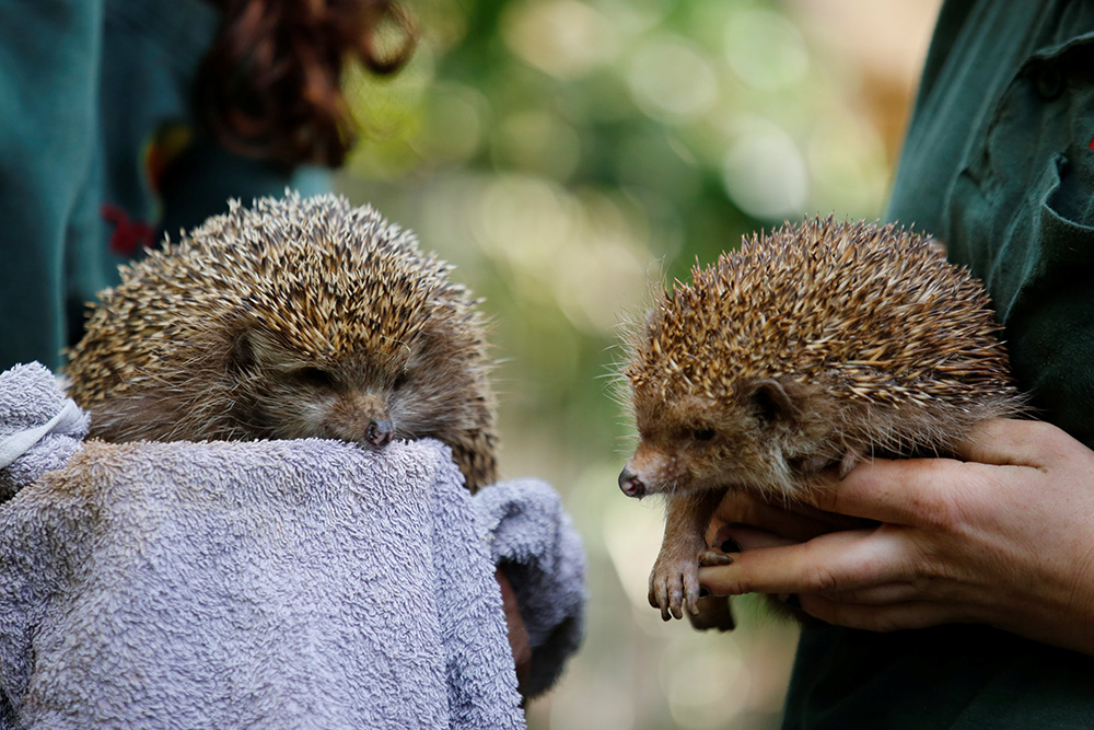 2018-01-03T150420Z_993649126_RC11BA994960_RTRMADP_3_ISRAEL-HEDGEHOGS