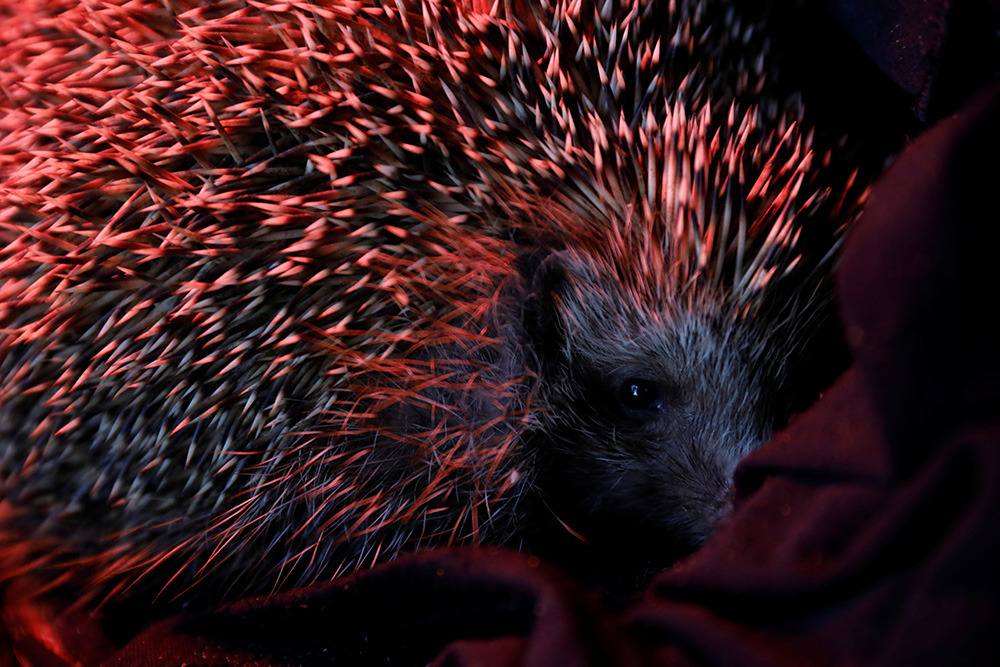 2018-01-03T150439Z_1276019862_RC133CCF4180_RTRMADP_3_ISRAEL-HEDGEHOGS