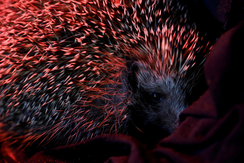 2018-01-03T151324Z_94134382_RC1308523660_RTRMADP_3_ISRAEL-HEDGEHOGS