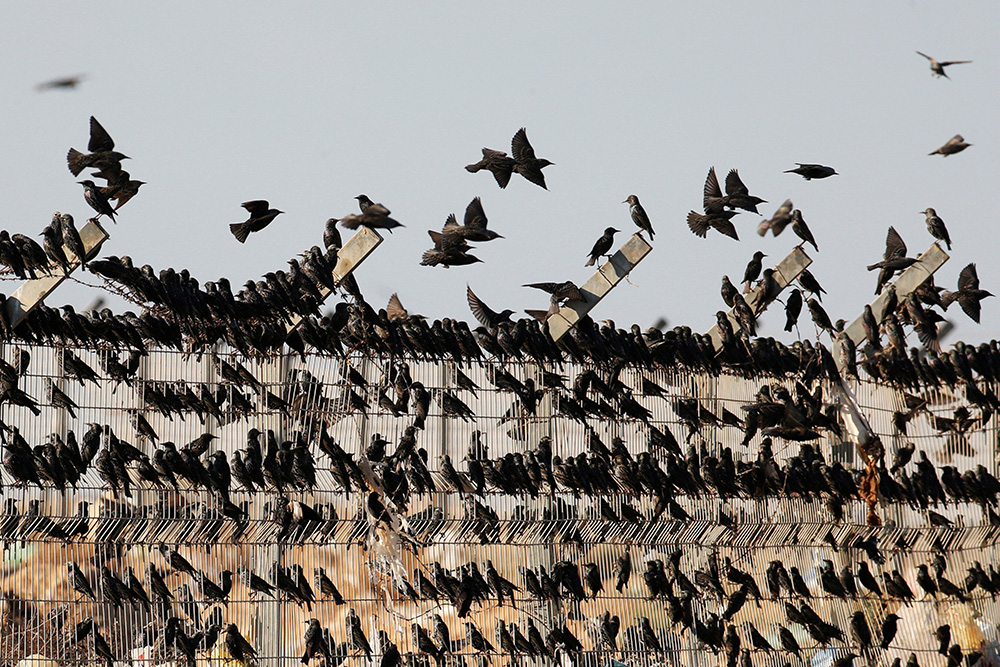 2018-01-16T162719Z_1549753701_RC12BF3E01A0_RTRMADP_3_ISRAEL-ANIMALS