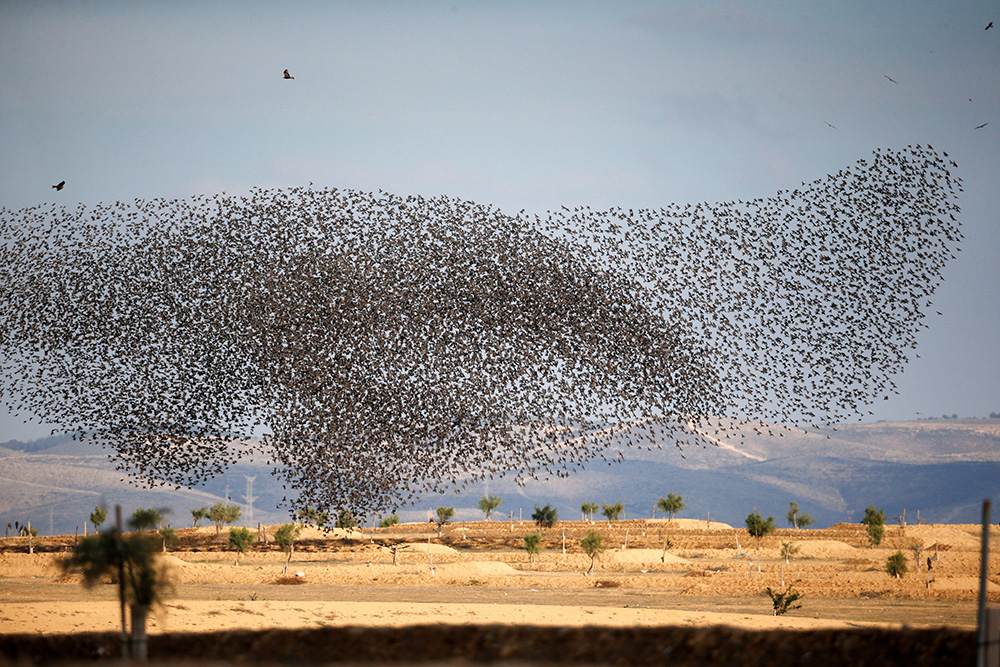 2018-01-16T163138Z_1151041134_RC169F51A700_RTRMADP_3_ISRAEL-ANIMALS