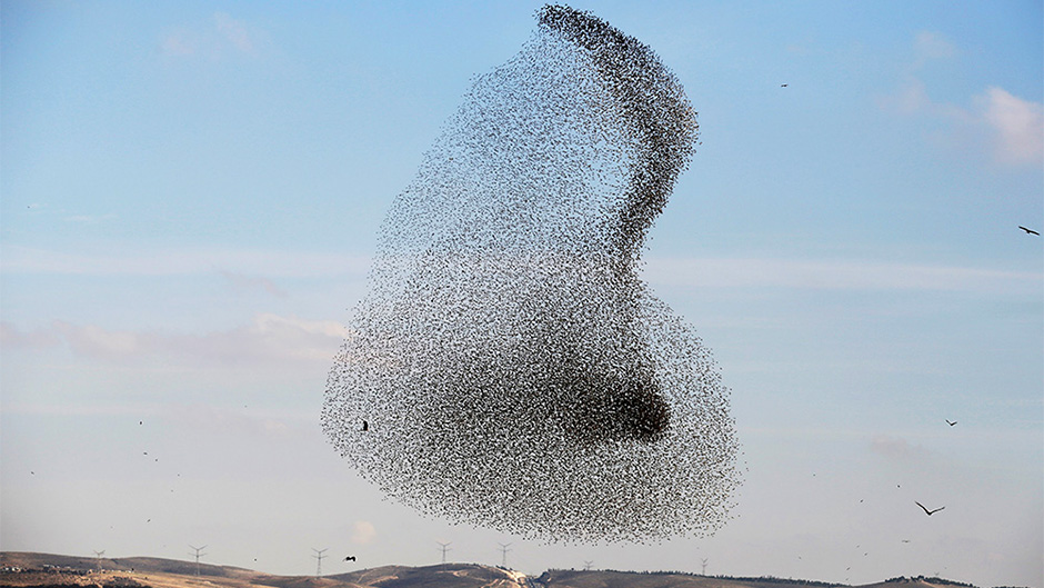 2018-01-16T185355Z_1896598725_RC1F5EAA6900_RTRMADP_3_ISRAEL-ANIMALS 11