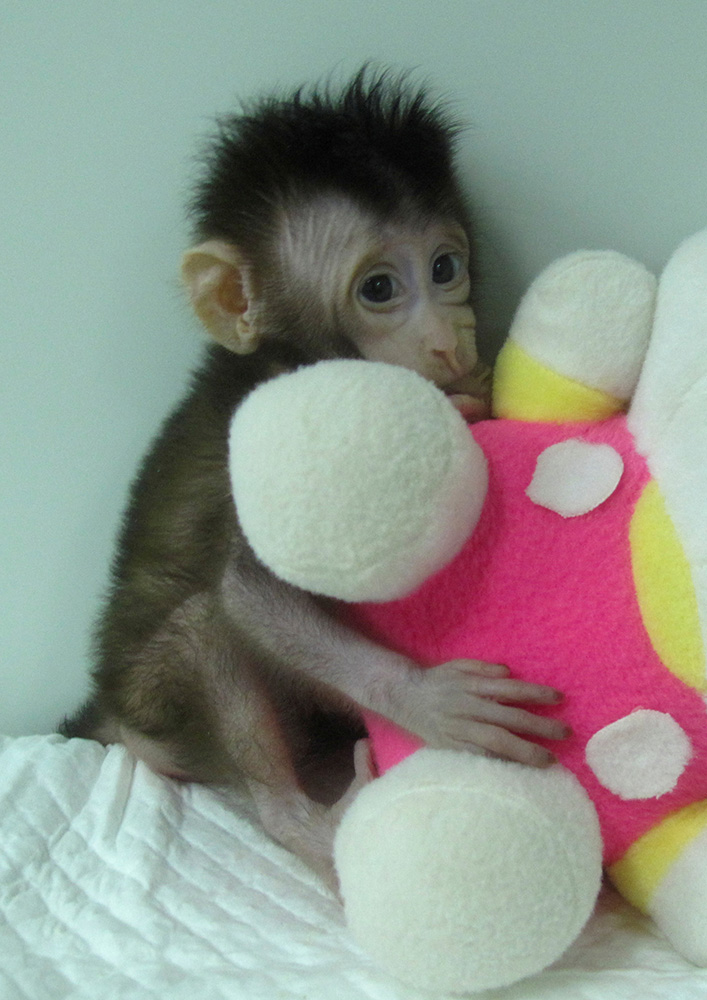 2018-01-24T170639Z_1462663800_RC14A0627830_RTRMADP_3_SCIENCE-CLONING-MONKEYS