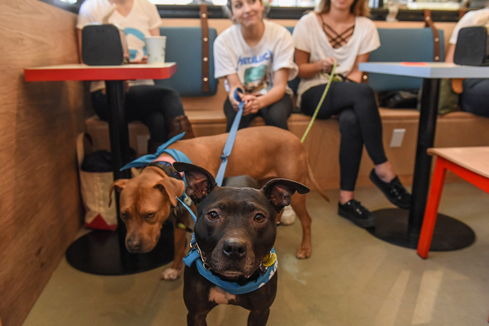2018-02-05T140418Z_460467751_RC11A6476D20_RTRMADP_3_NEWYORK-DOG-CAFE