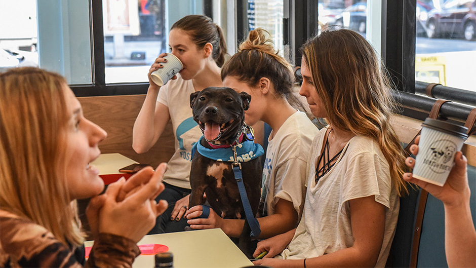 2018-02-05T140420Z_819905021_RC114C261290_RTRMADP_3_NEWYORK-DOG-CAFE 11