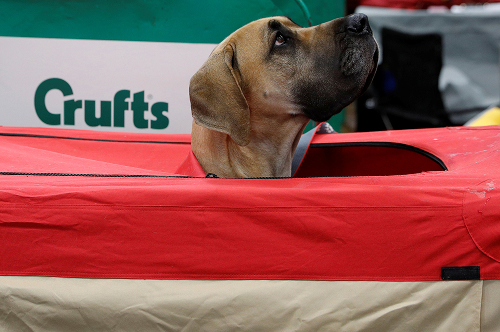 2018-03-08T144239Z_1098042588_RC13D147EB40_RTRMADP_3_BRITAIN-CRUFTS