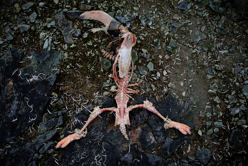 2018-03-20T120406Z_267300782_RC1971CB41F0_RTRMADP_3_CLIMATECHANGE-ANTARCTICA