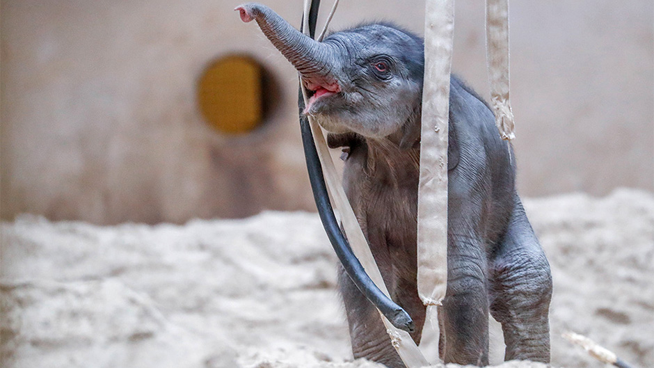 2018-04-11T122749Z_1441001289_RC17EEFC2010_RTRMADP_3_BELGIUM-ANIMALS 11