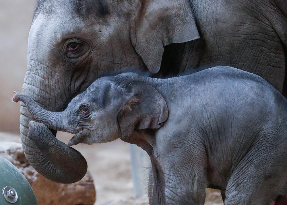 2018-04-11T123607Z_1761974850_RC1BC9EA50C0_RTRMADP_3_BELGIUM-ANIMALS